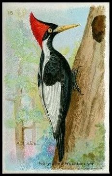 15 Ivory-billed Woodpecker